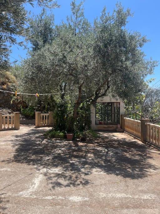 Farmhouse Surrounded By Centenary Olive Trees Olías Exteriör bild